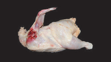품질이 떨어지는 닭고기2 - 목 부분에 붉게 보이는 현상